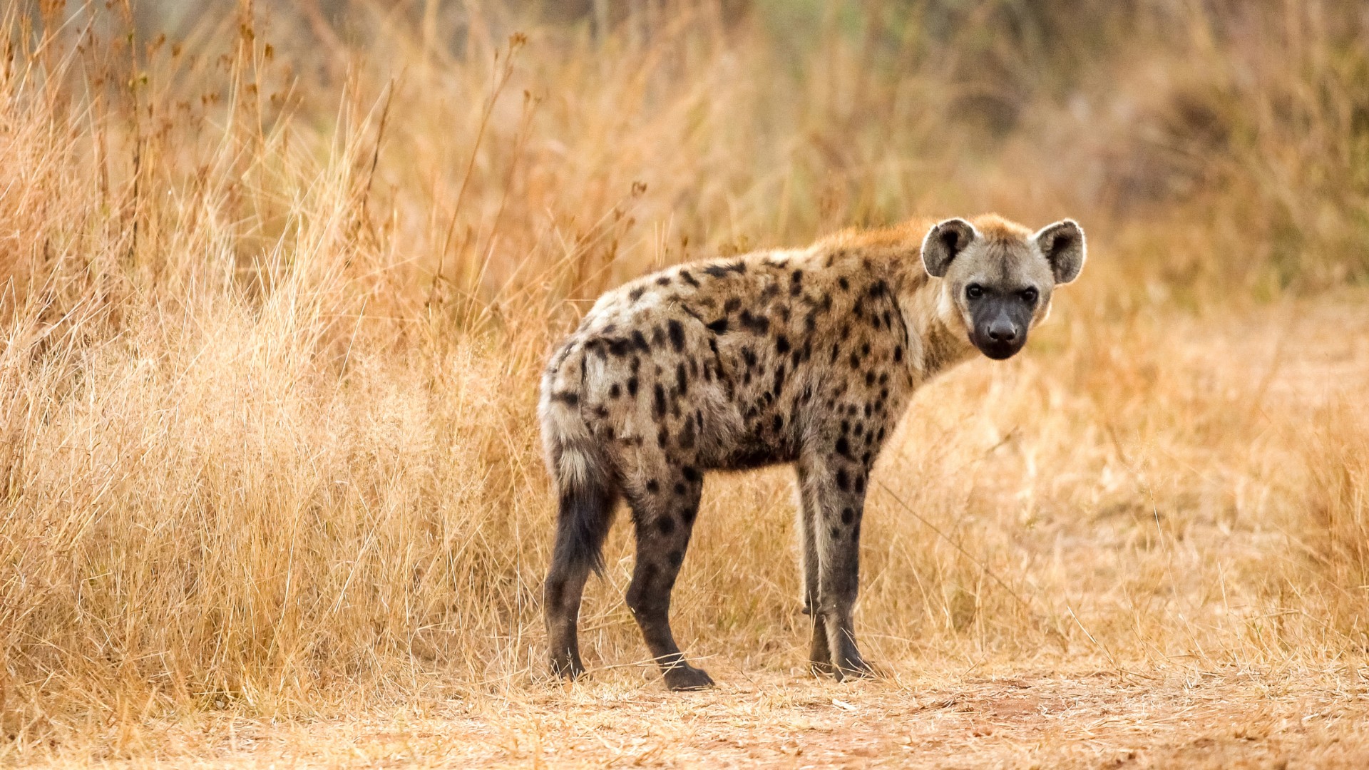 These animals challenge preconceived notions about “female power”
